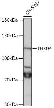 THSD4 Antibody