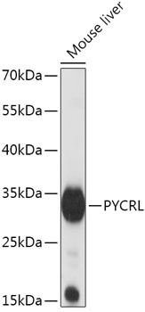 PYCRL Antibody