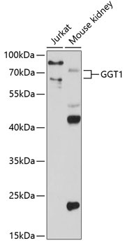 GGT1 Antibody