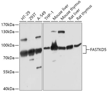 FASTKD5 Antibody