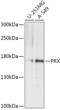 PRX Antibody
