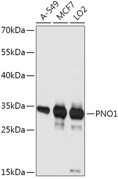 PNO1 Antibody