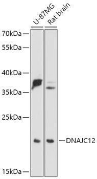 DNAJC12 Antibody