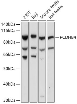 PCDHB4 Antibody