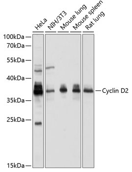 Cyclin D2 Antibody