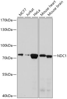 NDC1 Antibody