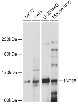 INTS8 Antibody