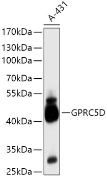 GPRC5D Antibody