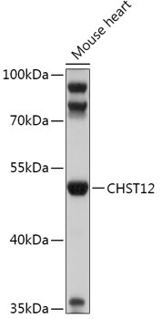CHST12 Antibody