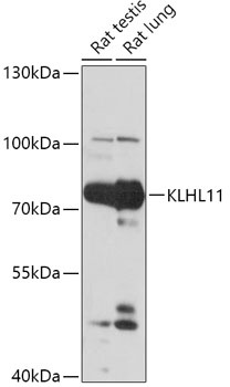 KLHL11 Antibody