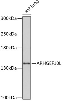 ARHGEF10L Antibody