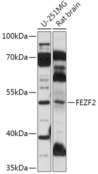 FEZF2 Antibody