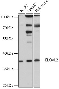 ELOVL2 Antibody