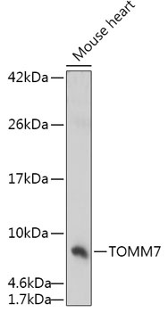 TOMM7 Antibody