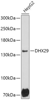 DHX29 Antibody