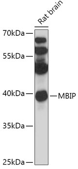 MBIP Antibody