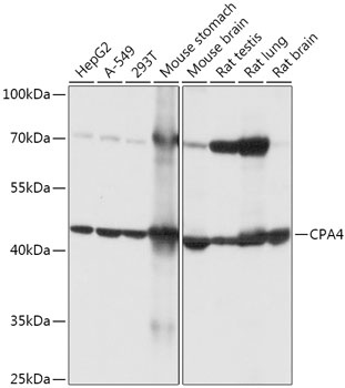 CPA4 Antibody