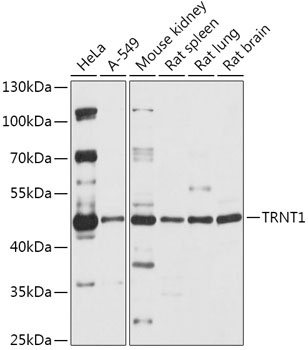 TRNT1 Antibody