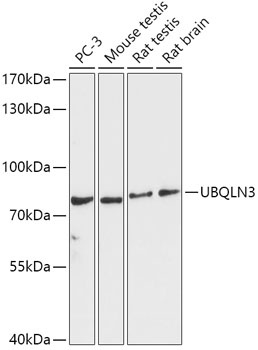 UBQLN3 Antibody