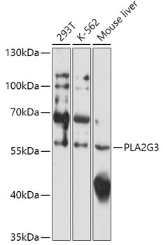 PLA2G3 Antibody
