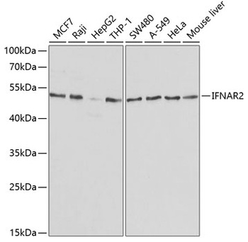 IFNAR2 Antibody