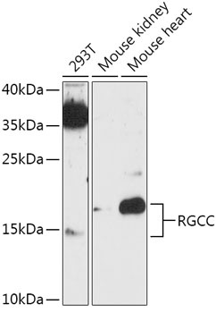 RGCC Antibody