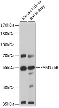 FAM155B Antibody