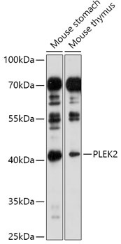 PLEK2 Antibody