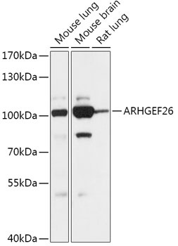 ARHGEF26 Antibody