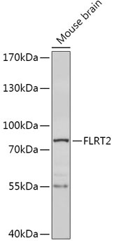 FLRT2 Antibody