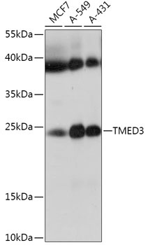 TMED3 Antibody