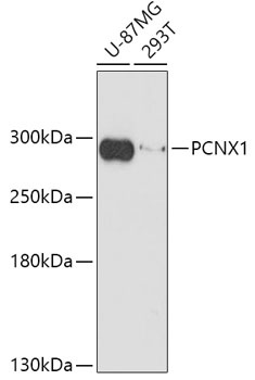 PCNX1 Antibody