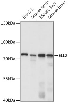 ELL2 Antibody