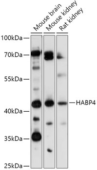 HABP4 Antibody