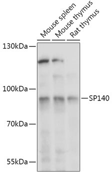 SP140 Antibody