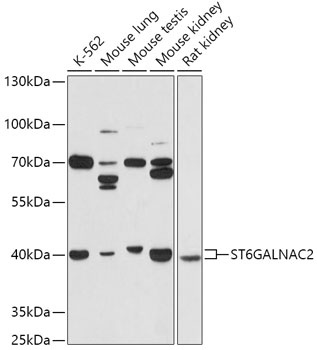 ST6GALNAC2 Antibody