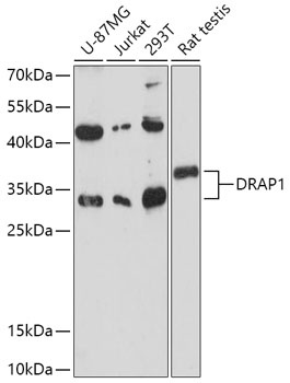 DRAP1 Antibody