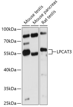 LPCAT3 Antibody