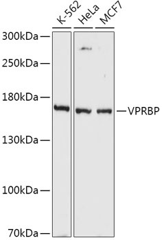 VPRBP Antibody