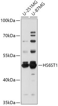 HS6ST1 Antibody