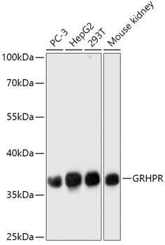 GRHPR Antibody
