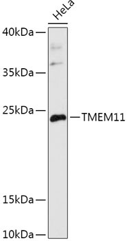 TMEM11 Antibody