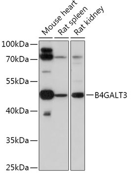 B4GALT3 Antibody