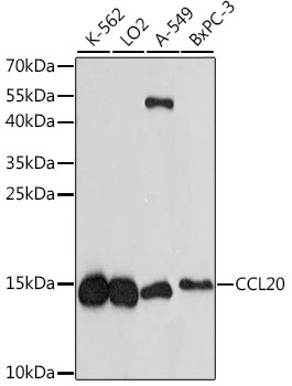 CCL20 Antibody