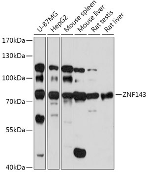 ZNF143 Antibody