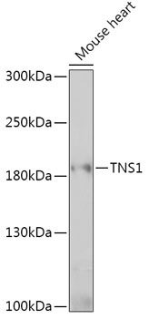 TNS1 Antibody