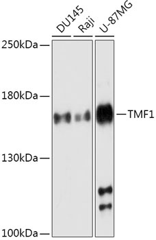 TMF1 Antibody