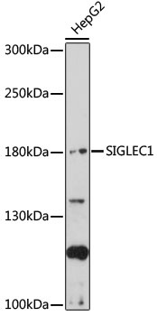 SIGLEC1 Antibody