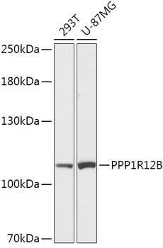 PPP1R12B Antibody