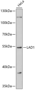 LAD1 Antibody
